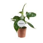 Philodendron FLORIDA GREEN