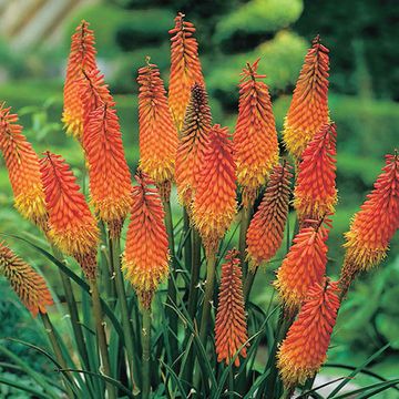 Kniphofia 'Alcazar'