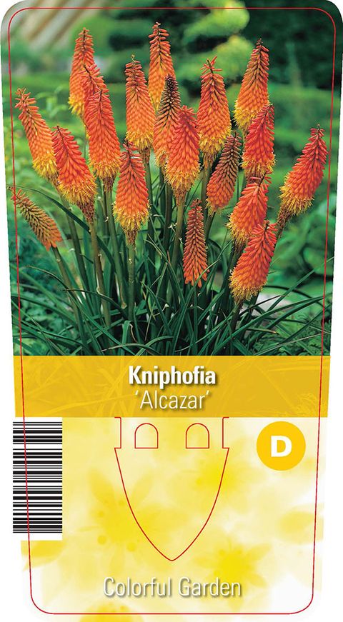 Kniphofia 'Алькасар'