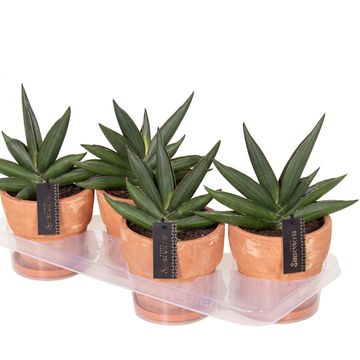 Sansevieria 'Almond Jade'