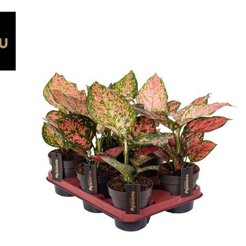 Aglaonema 'Pink Surprise'