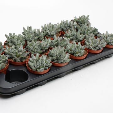 Adromischus cooperi