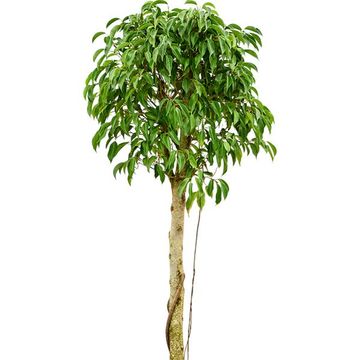 Ficus benjamina 'Columnar'
