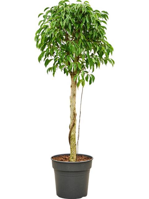 Ficus benjamina 'Columnar'