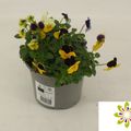 Viola CORNUTA MIX IN POT
