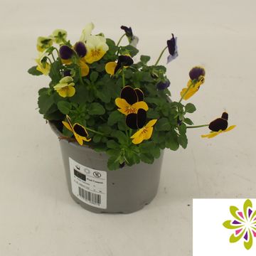 Viola CORNUTA MIX IN POT