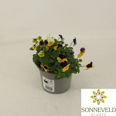 Viola CORNUTA MIX IN POT