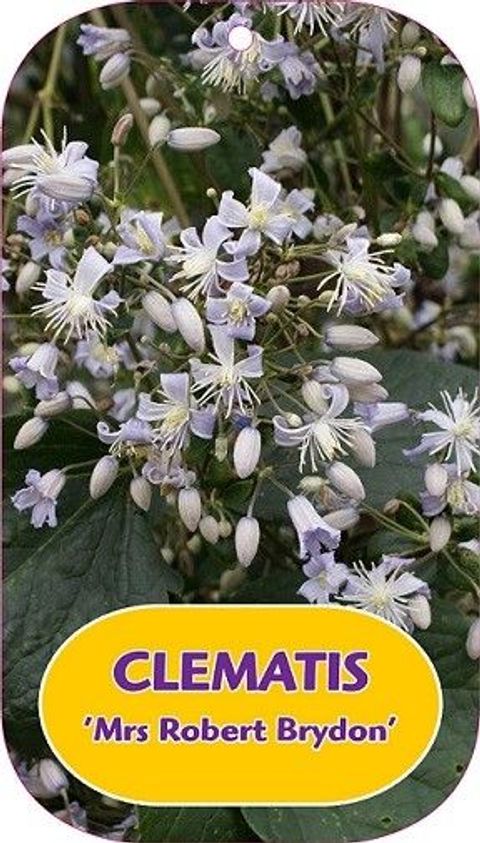 Clematis 'Mrs Robert Brydon'