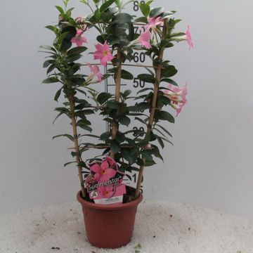 Mandevilla sanderi SUMMERSTAR EAGLE EYE