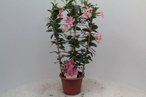 Mandevilla sanderi SUMMERSTAR EAGLE EYE