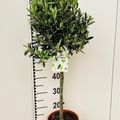Olea europaea