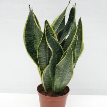 Sansevieria 'Golden Futura'