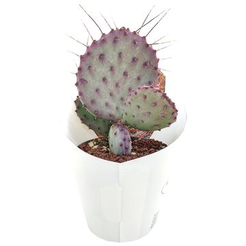 Opuntia macrocentra