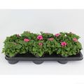 Petunia SURFINIA HOT PINK