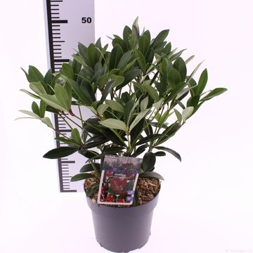 Skimmia japonica 'Rubella'