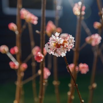 Viburnum x bodnantense 'Charles Lamont'