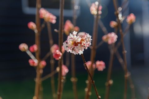 Viburnum x bodnantense 'Charles Lamont'