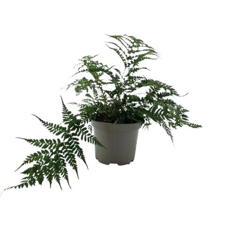 Athyrium otophorum 'Okanum'