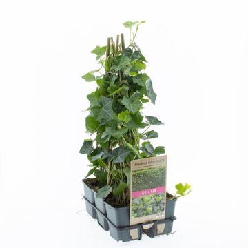 Hedera hibernica