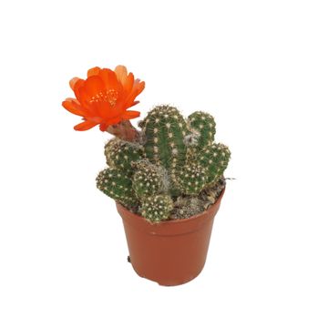 Chamaecereus 'Ubink Red'