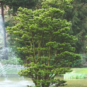 Acer palmatum 'Shishigashira'