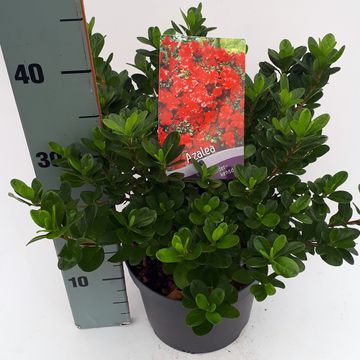 Rhododendron 'Moederkensdag' (AJ)