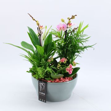 Arrangement Houseplants