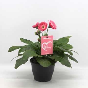 Gerbera GARVINEA SWEET MEMORIES
