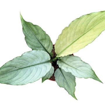 Spathiphyllum 'Blue Ice'