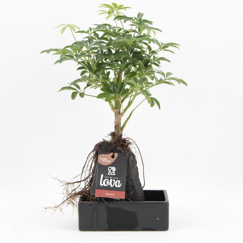 Schefflera arboricola