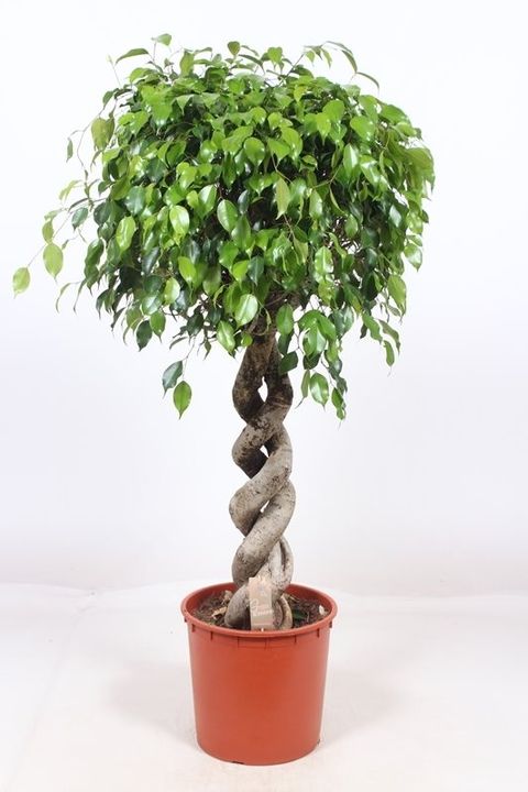 Ficus benjamina 'Exotica'