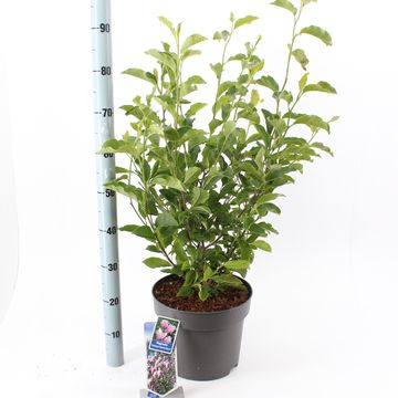 Magnolia 'George Henry Kern'