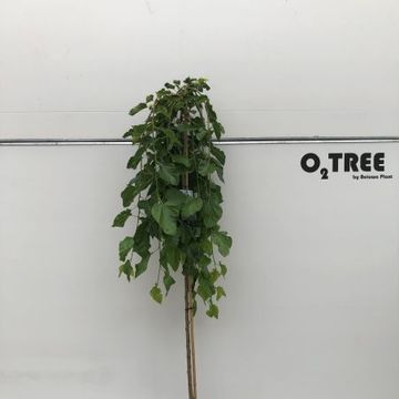 Morus alba 'Pendula'