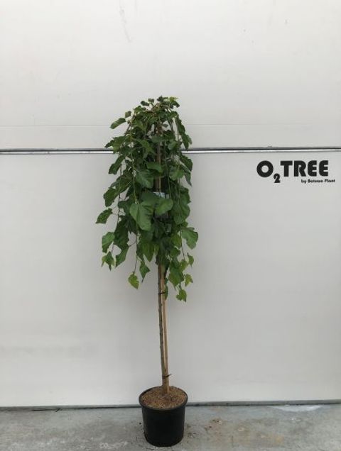 Morus alba 'Pendula'