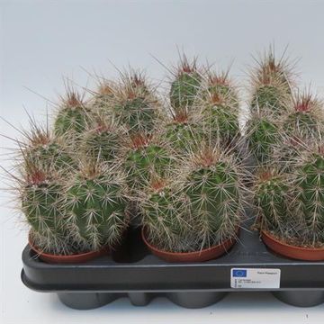 Pachycereus pringlei