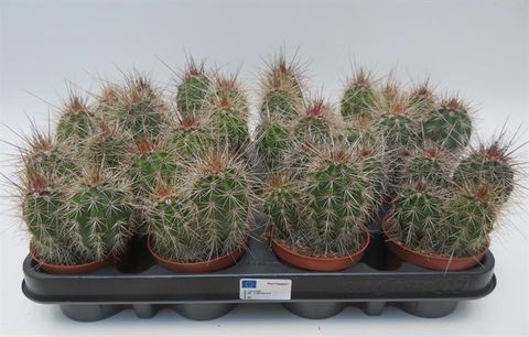 Pachycereus pringlei
