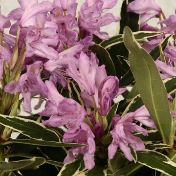 Rhododendron ponticum 'Variegatum'