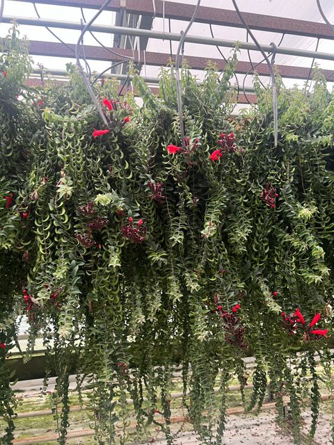 Aeschynanthus 'Twister'