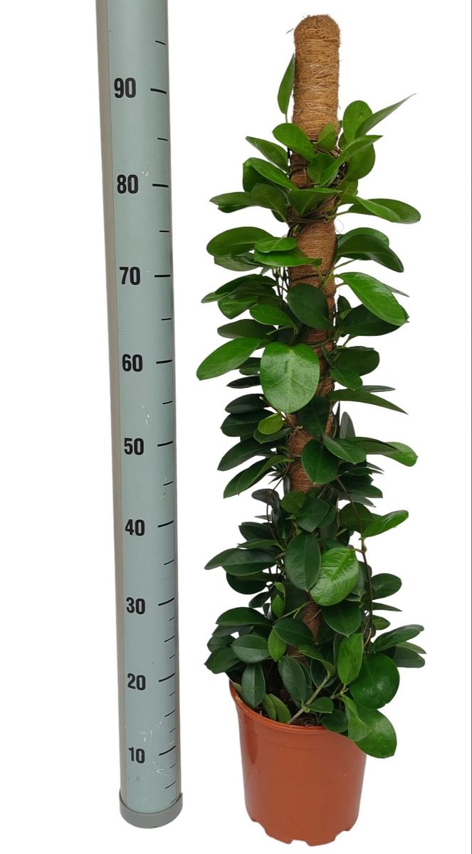 Moss Poles, 18 to 36, Plant Supports & Poles