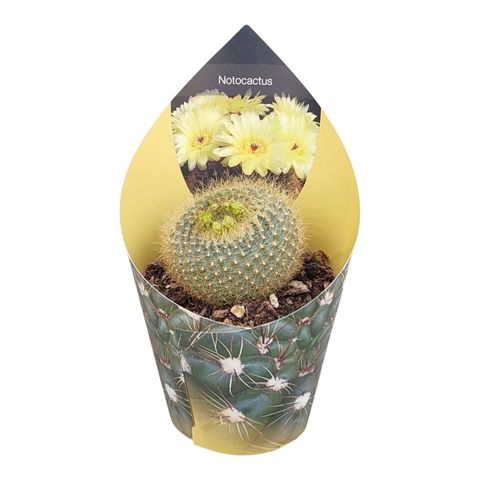 Notocactus graessneri