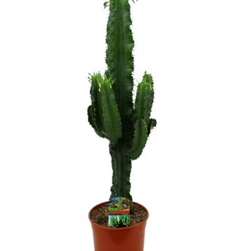 Euphorbia erythraea