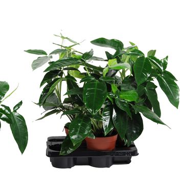 Syngonium podophyllum 'Trileaf Wonder'