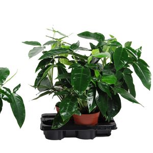 Syngonium podophyllum 'Trileaf Wonder' (Van der Arend Tropical Plantcenter)