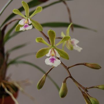 Epidendrum paniculatum
