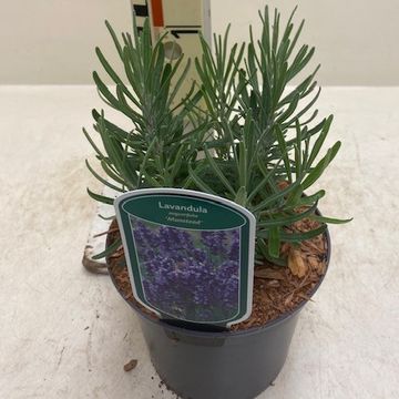 Lavandula angustifolia 'Munstead'