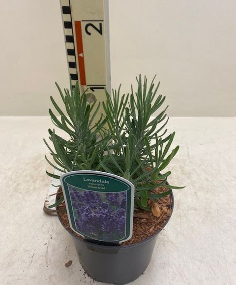 Lavandula angustifolia 'Мунстид'