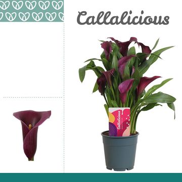 Zantedeschia 'Paco'
