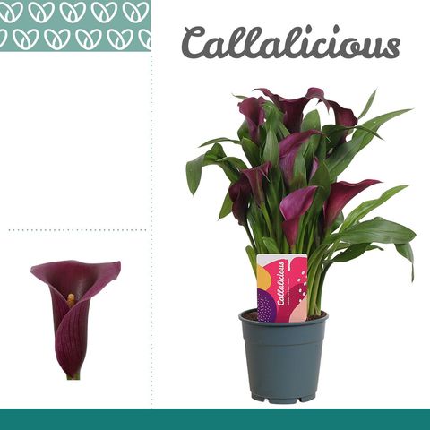 Zantedeschia 'Paco'