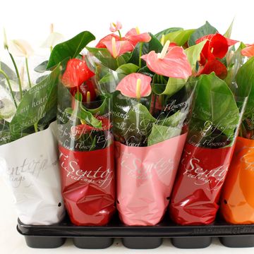 Anthurium ANDRAEANUM MIX