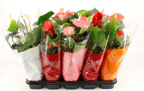 Anthurium ANDRAEANUM MIX